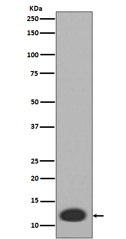 S100A8 Rabbit mAb